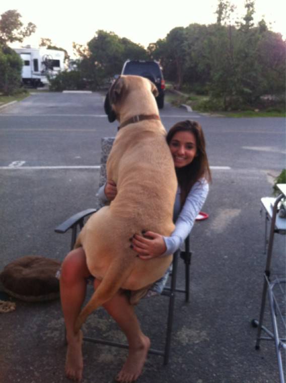 可愛い犬の画像くださいませ