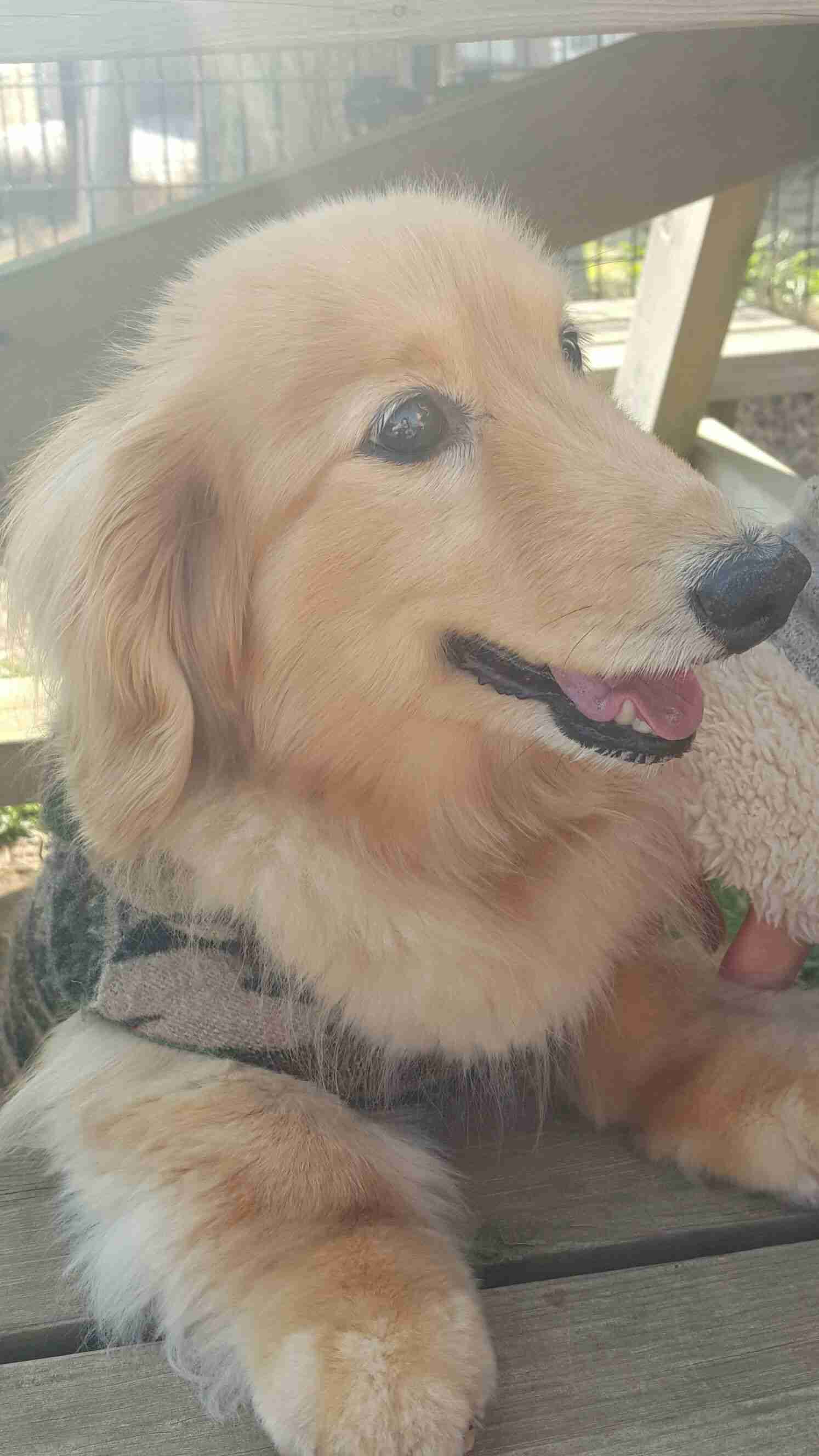 可愛い犬の画像くださいませ