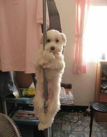 可愛い犬の画像くださいませ