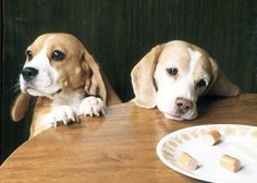 可愛い犬の画像くださいませ