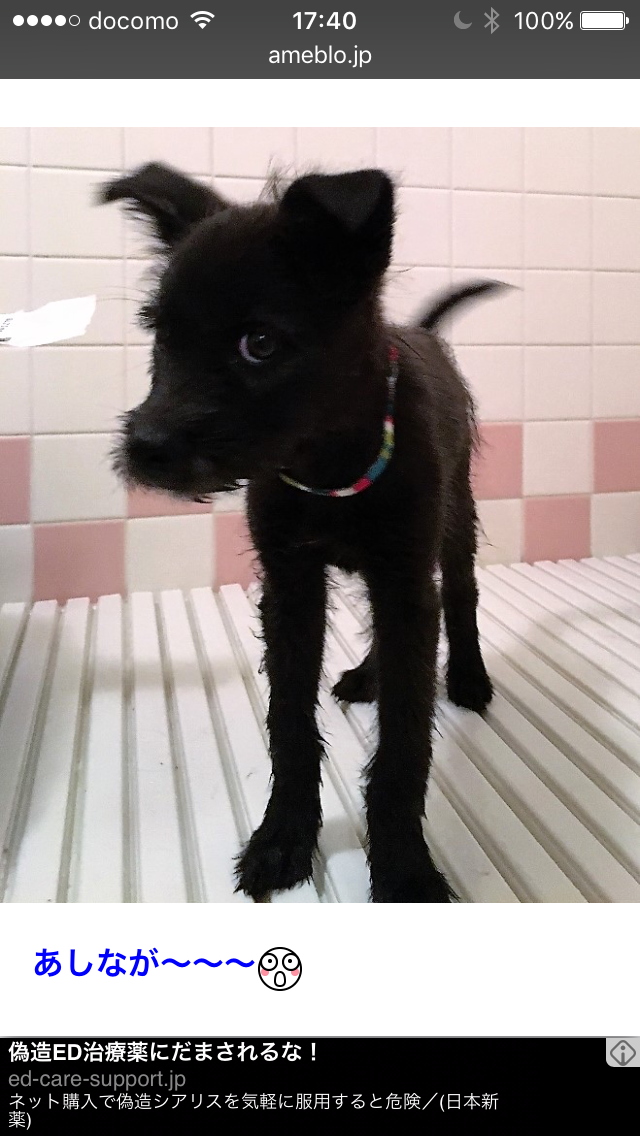 可愛い犬の画像くださいませ