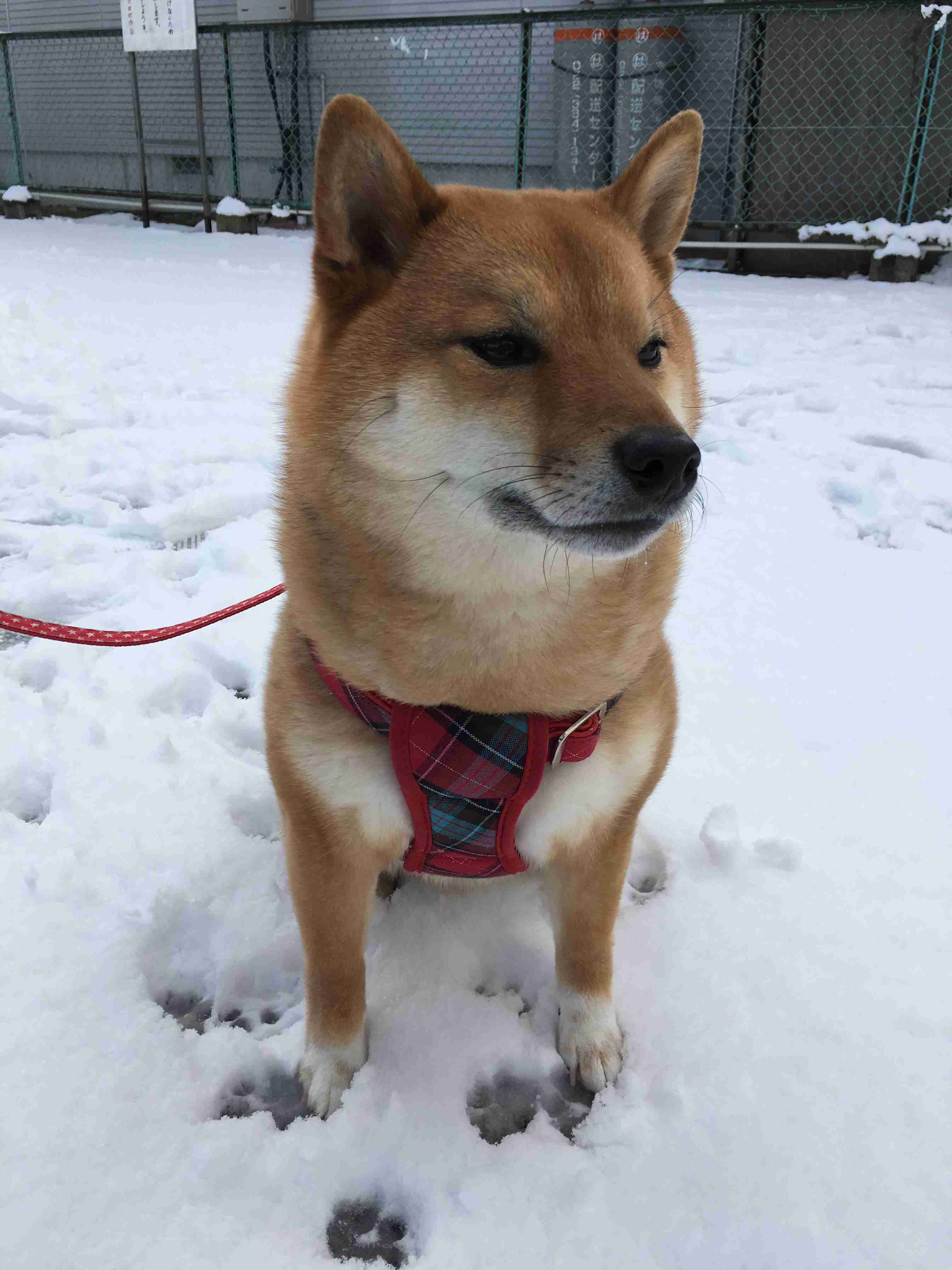 可愛い犬の画像くださいませ