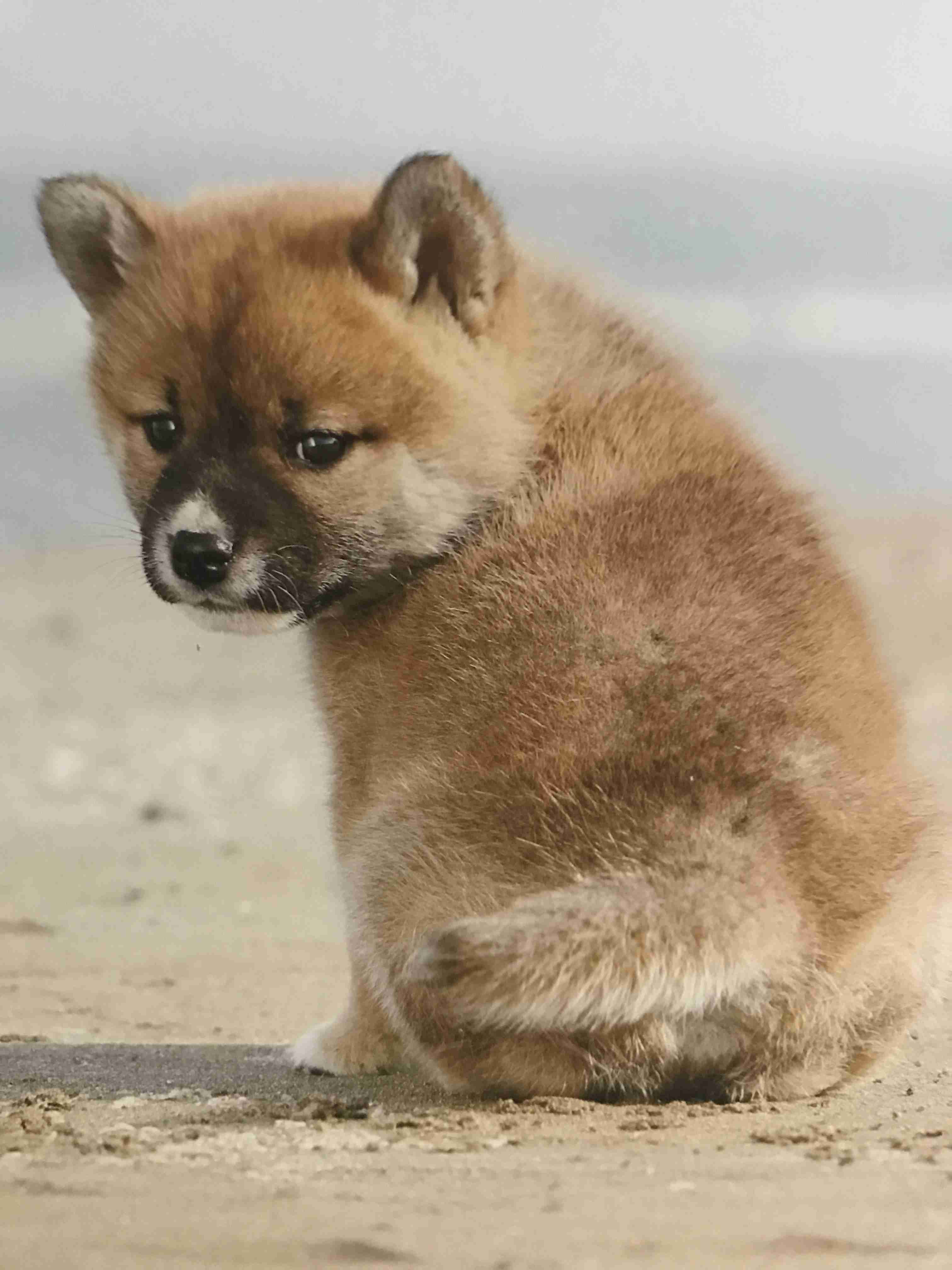 可愛い犬の画像くださいませ