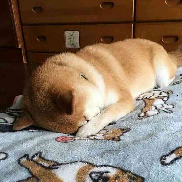 可愛い犬の画像くださいませ