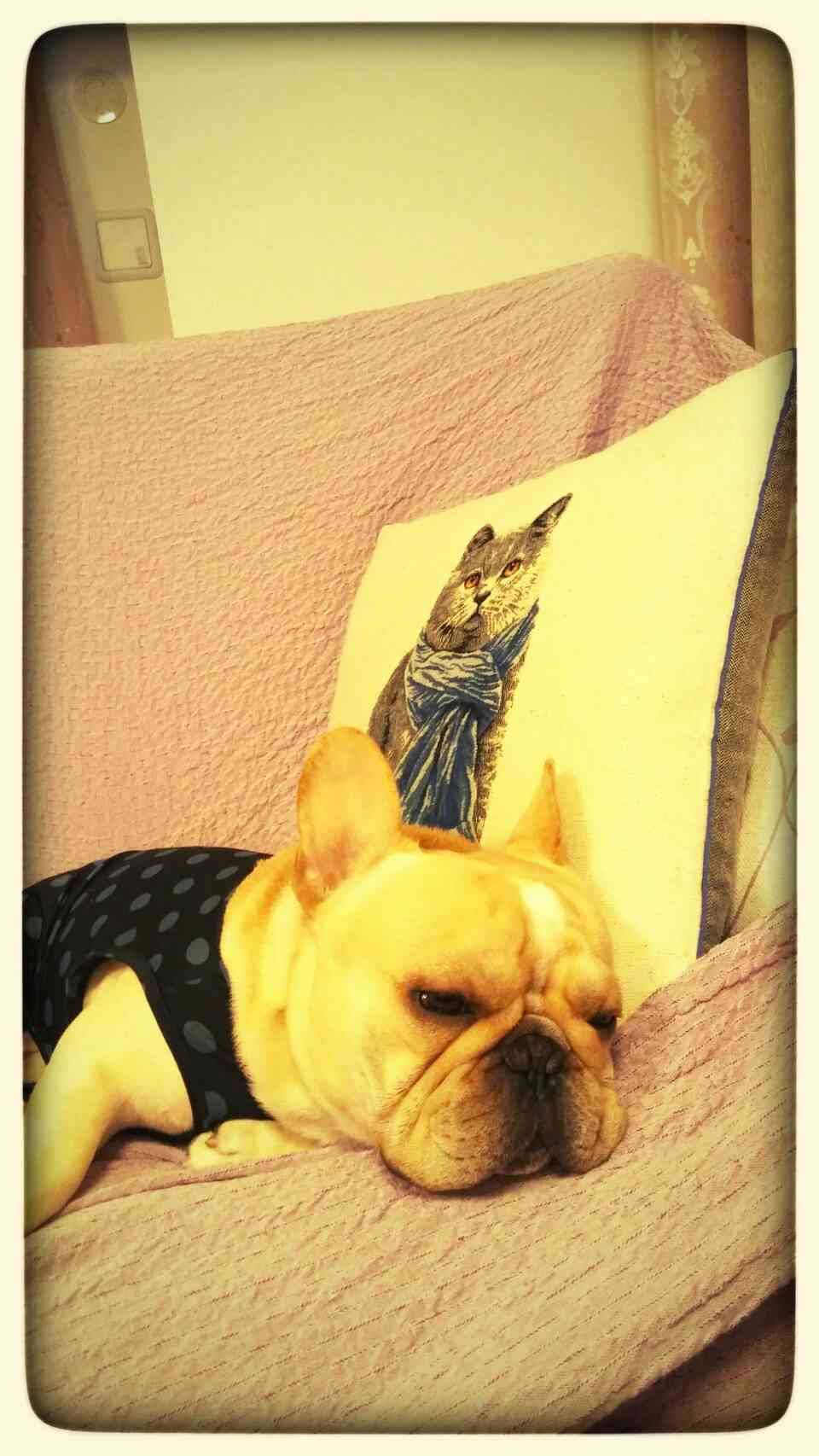 可愛い犬の画像くださいませ