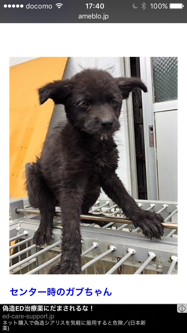 可愛い犬の画像くださいませ
