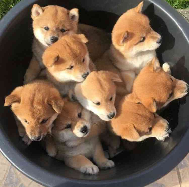 可愛い犬の画像くださいませ