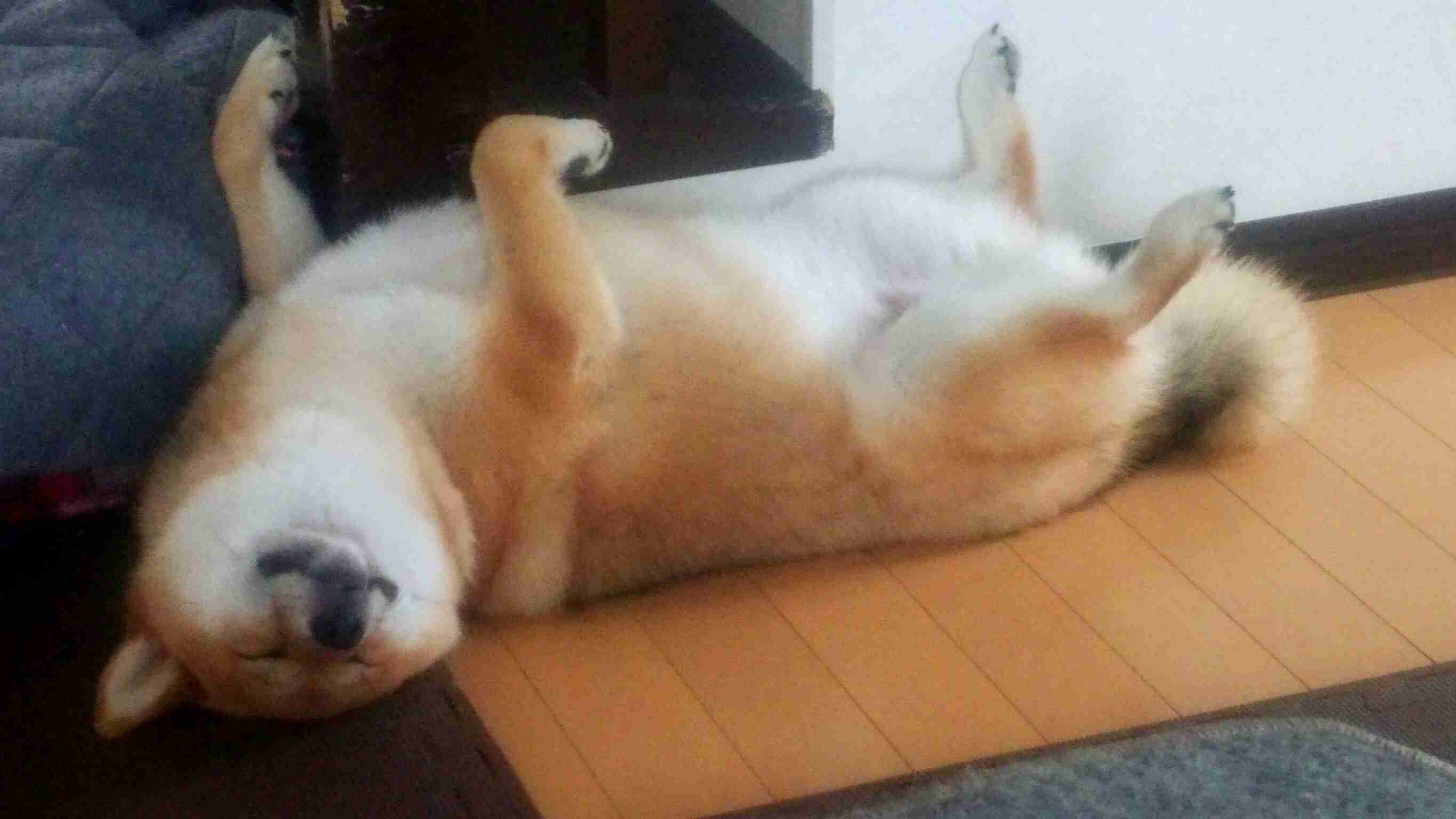 可愛い犬の画像くださいませ