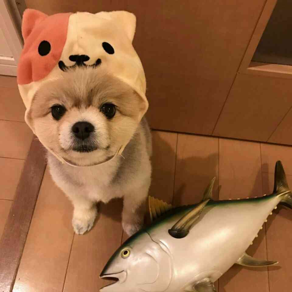 可愛い犬の画像くださいませ