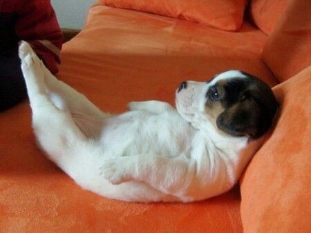 可愛い犬の画像くださいませ