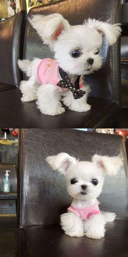 可愛い犬の画像くださいませ