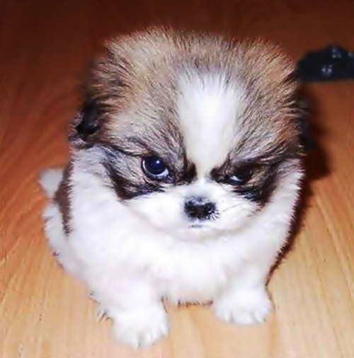 可愛い犬の画像くださいませ
