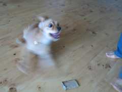 可愛い犬の画像くださいませ