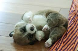 可愛い犬の画像くださいませ
