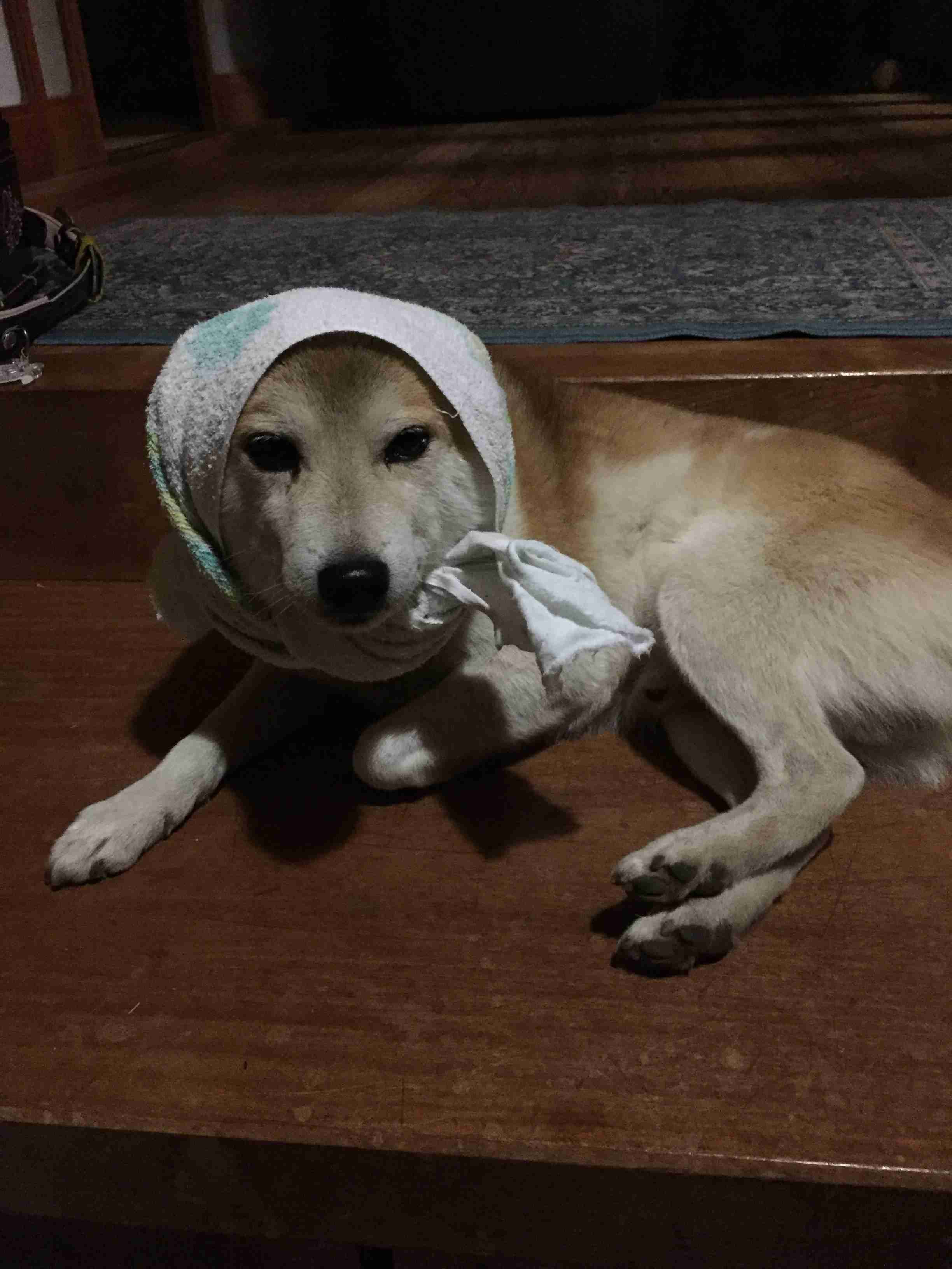 可愛い犬の画像くださいませ
