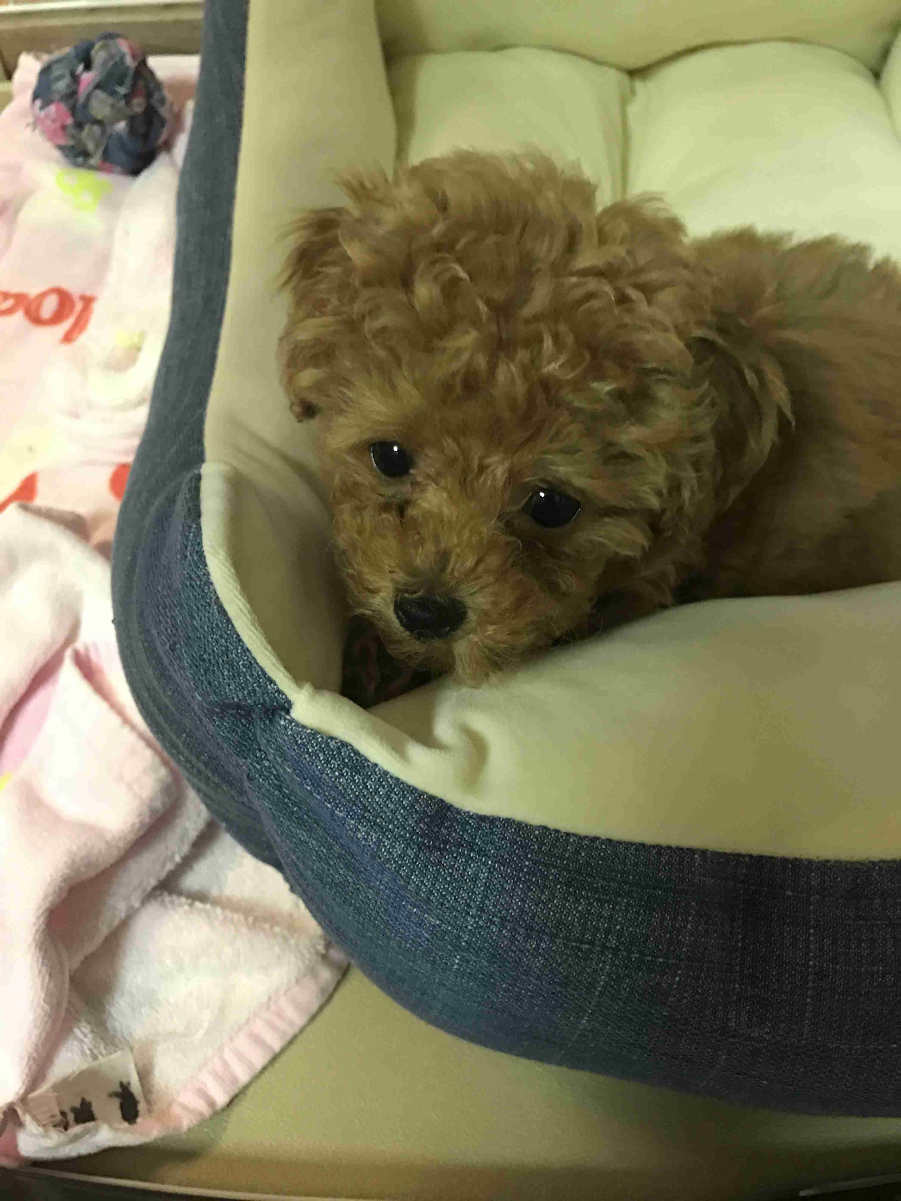 可愛い犬の画像くださいませ
