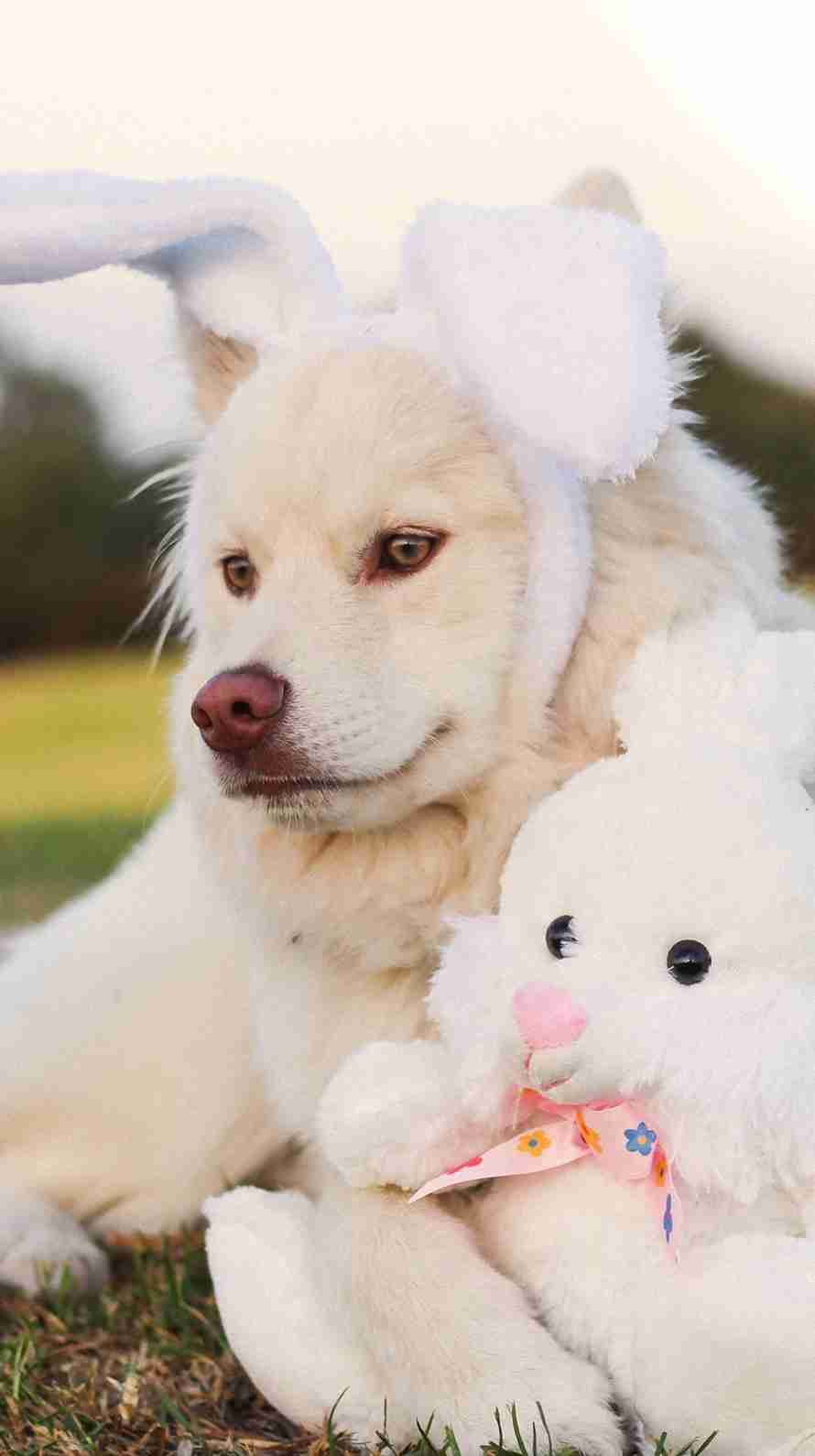 可愛い犬の画像くださいませ