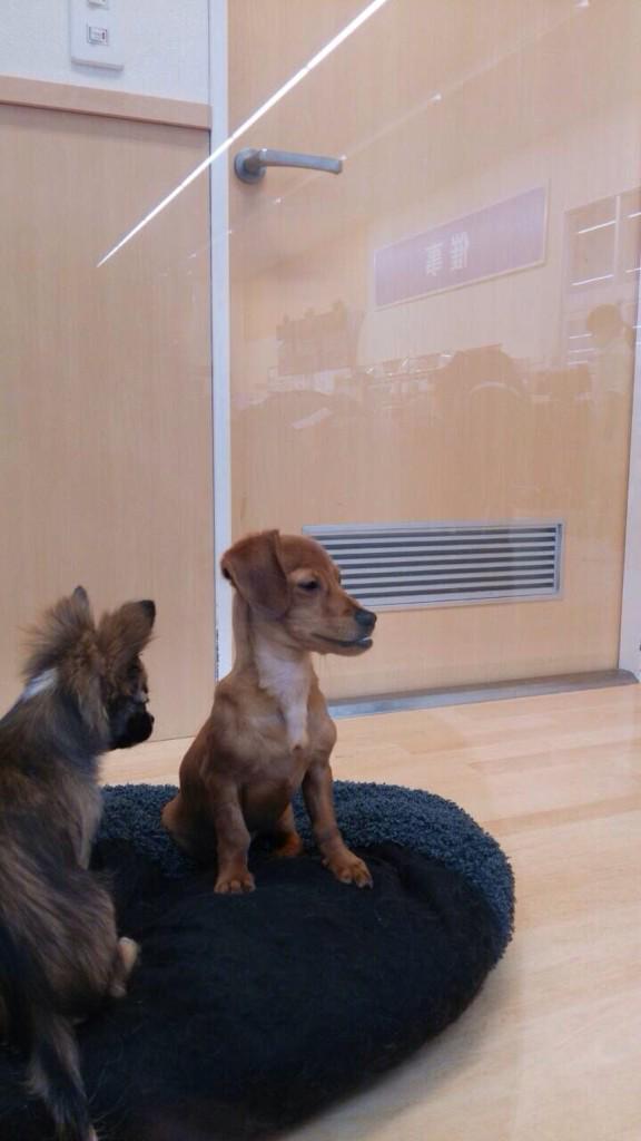 可愛い犬の画像くださいませ