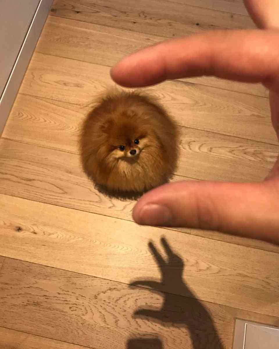 可愛い犬の画像くださいませ