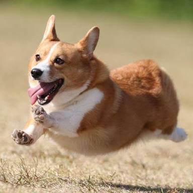 可愛い犬の画像くださいませ