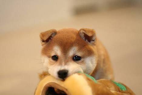 可愛い犬の画像くださいませ