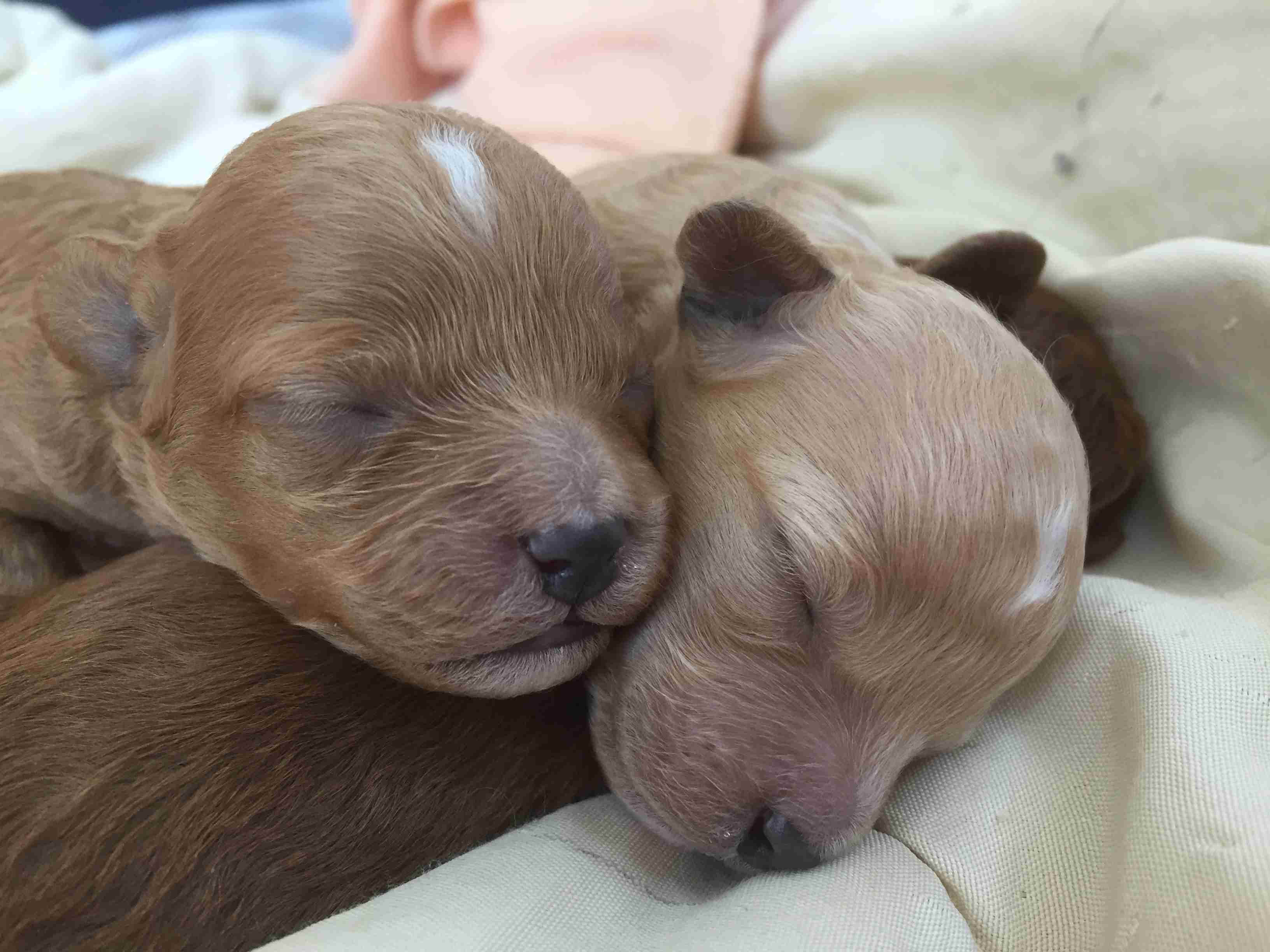 可愛い犬の画像くださいませ
