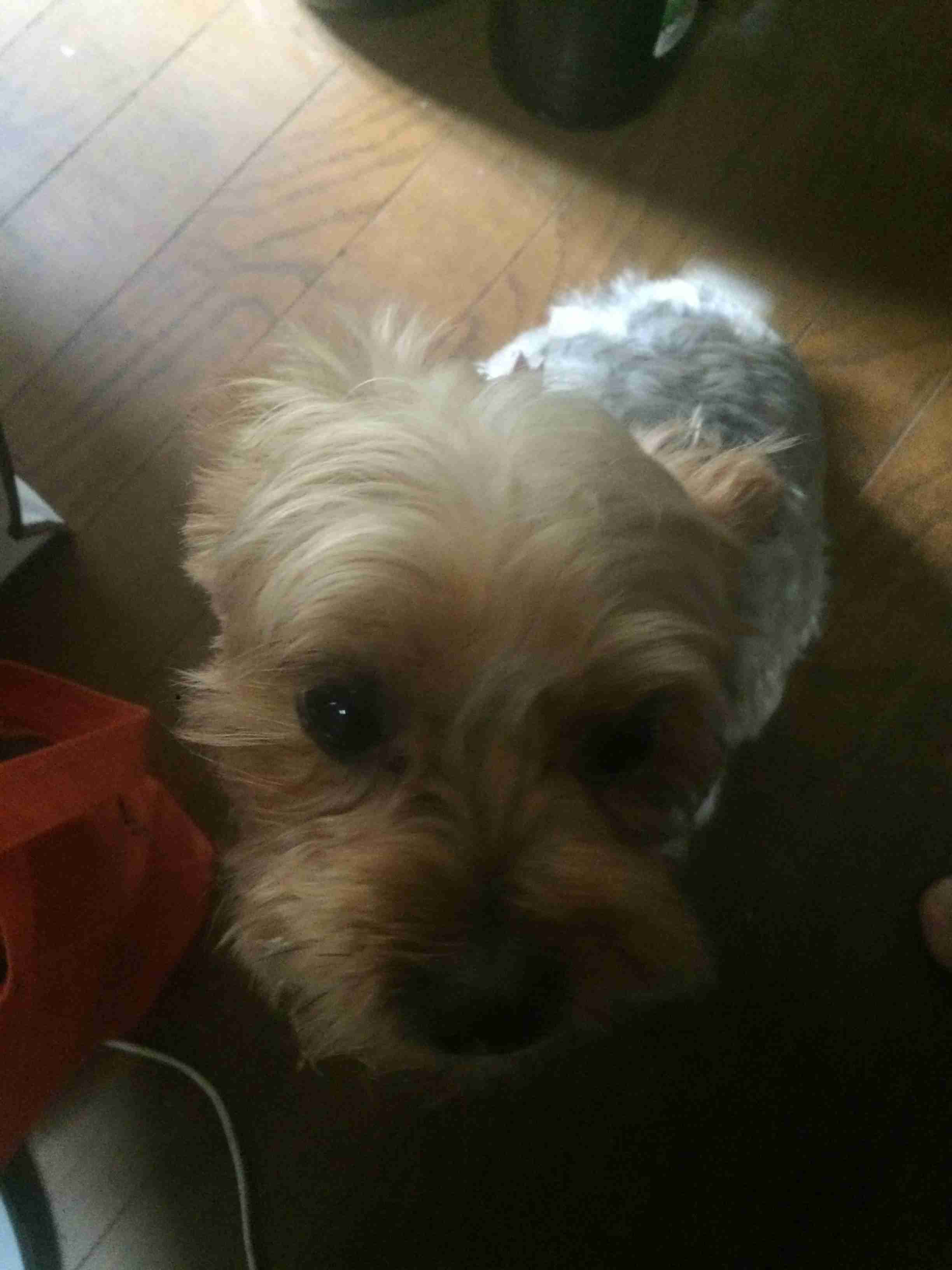 可愛い犬の画像くださいませ
