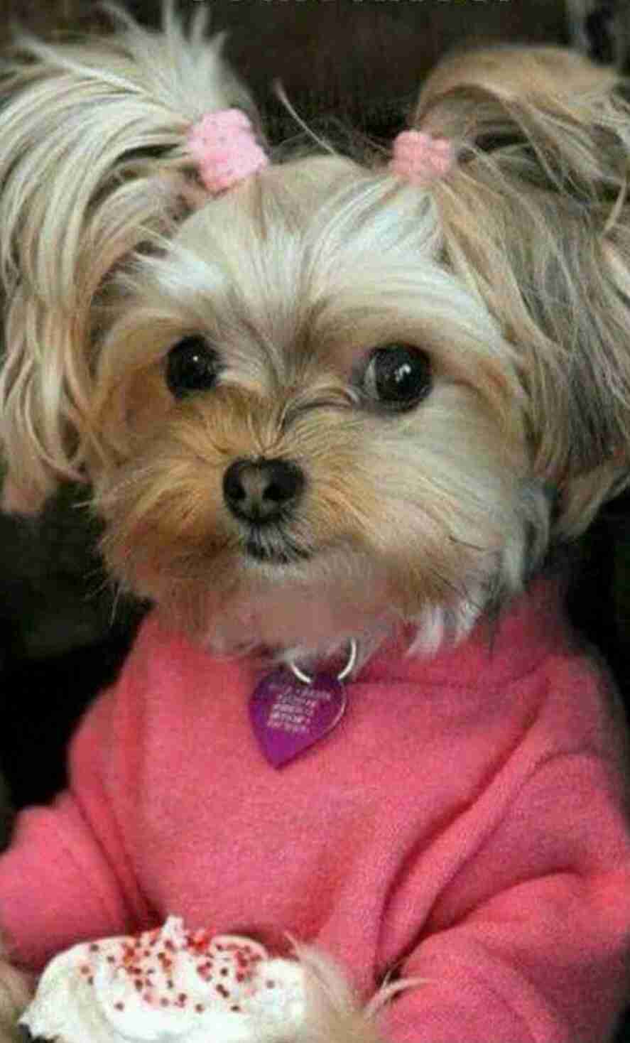 可愛い犬の画像くださいませ