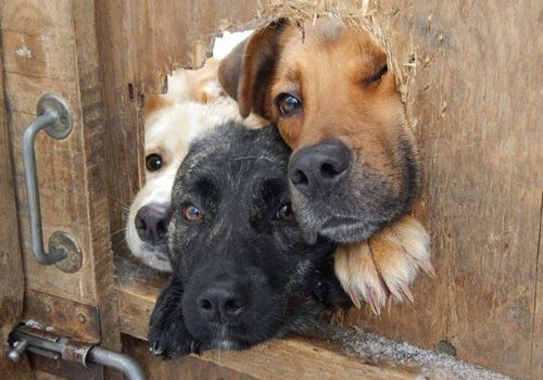 可愛い犬の画像くださいませ