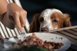 可愛い犬の画像くださいませ