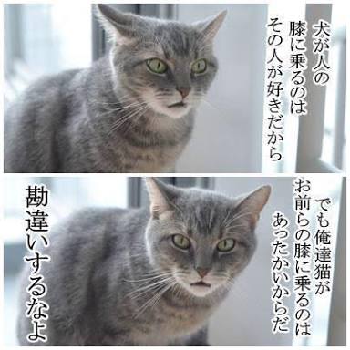 「ネコなで人」をネコ専門の動物病院が募集中 アイルランド