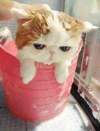 どんな顔でも許せちゃう。なにやらご不満げな子猫たち