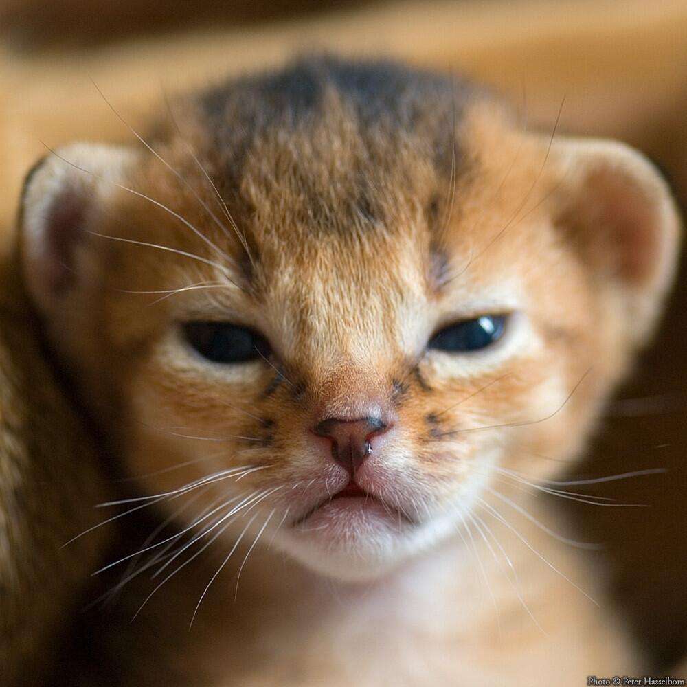 どんな顔でも許せちゃう。なにやらご不満げな子猫たち