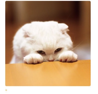 どんな顔でも許せちゃう。なにやらご不満げな子猫たち
