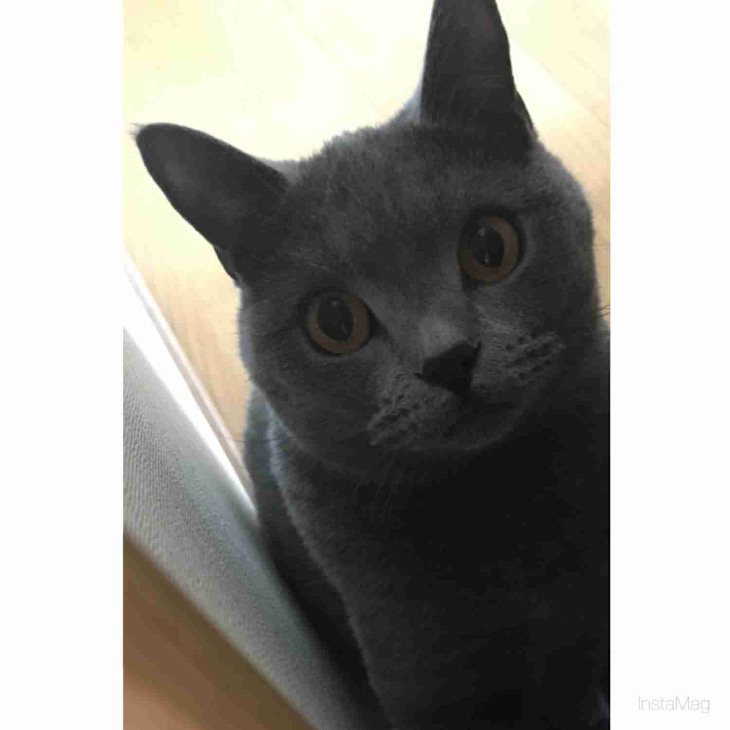 どんな顔でも許せちゃう。なにやらご不満げな子猫たち