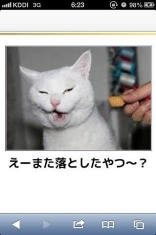 どんな顔でも許せちゃう。なにやらご不満げな子猫たち