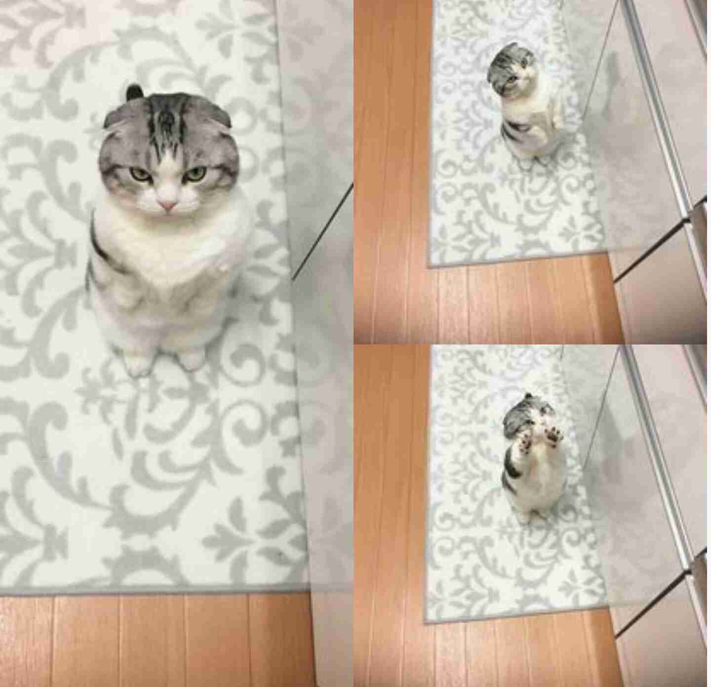 どんな顔でも許せちゃう。なにやらご不満げな子猫たち