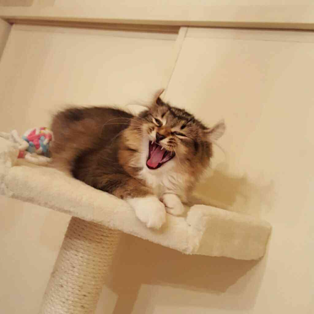 どんな顔でも許せちゃう。なにやらご不満げな子猫たち