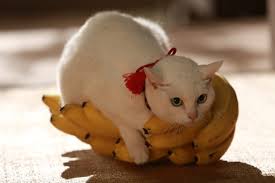 どんな顔でも許せちゃう。なにやらご不満げな子猫たち