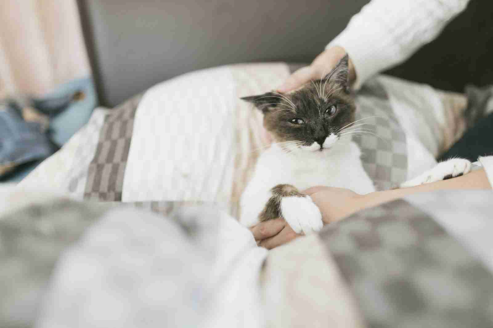 どんな顔でも許せちゃう。なにやらご不満げな子猫たち