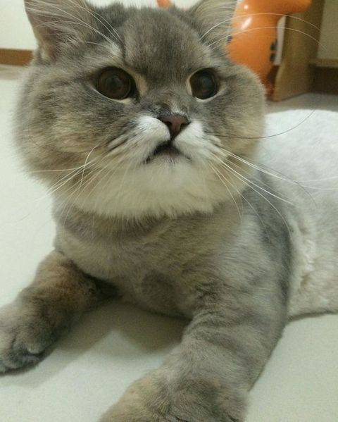 どんな顔でも許せちゃう。なにやらご不満げな子猫たち