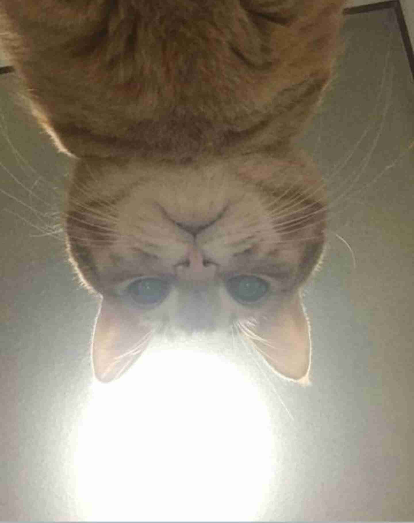 どんな顔でも許せちゃう。なにやらご不満げな子猫たち