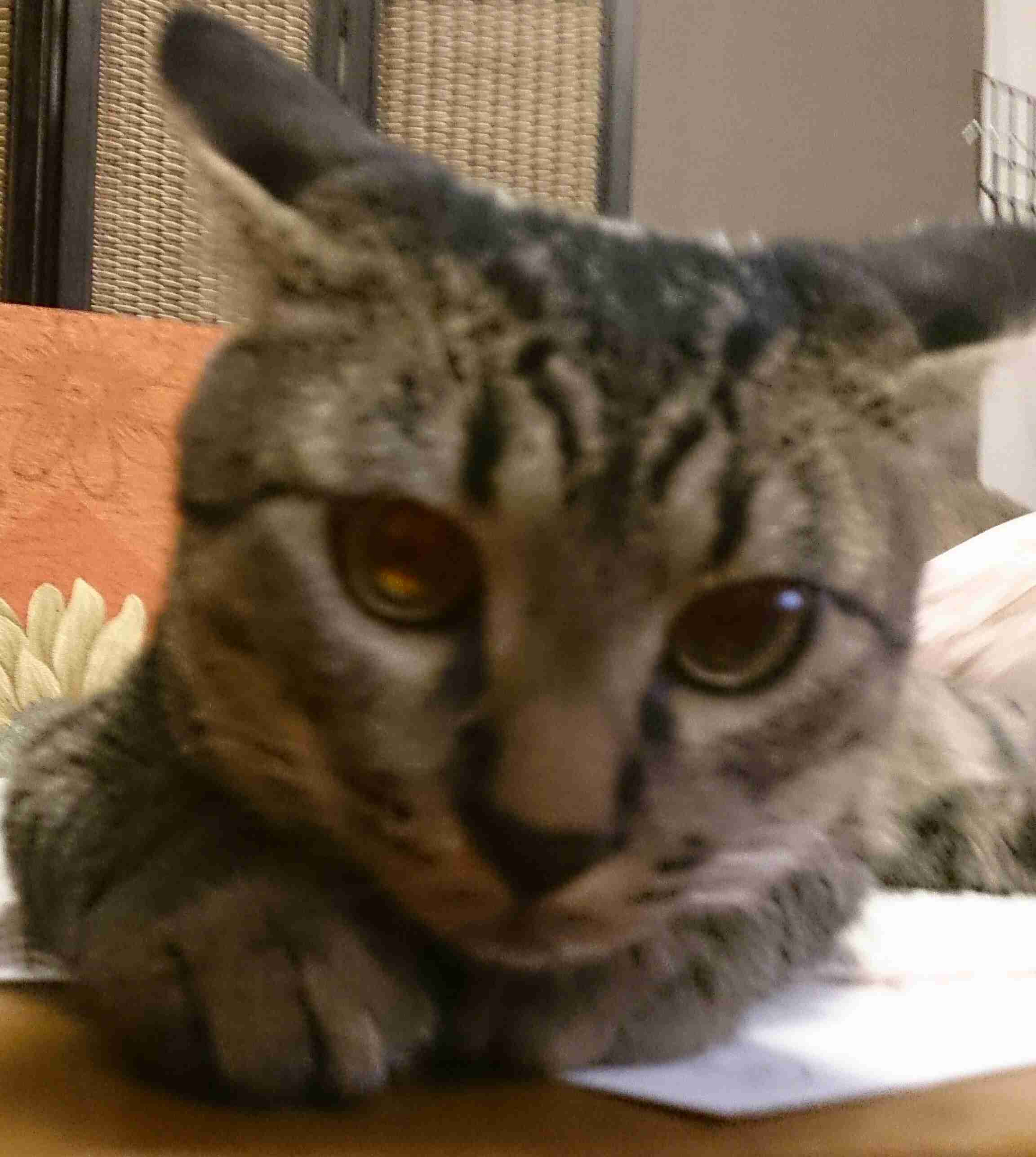 どんな顔でも許せちゃう。なにやらご不満げな子猫たち