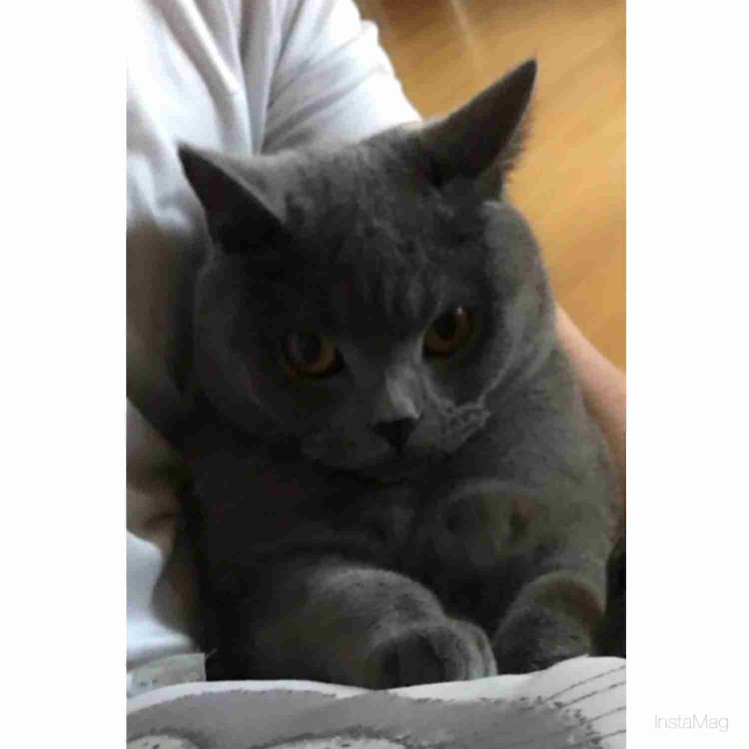 どんな顔でも許せちゃう。なにやらご不満げな子猫たち