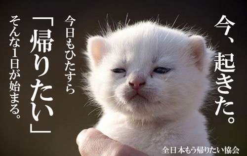 どんな顔でも許せちゃう。なにやらご不満げな子猫たち