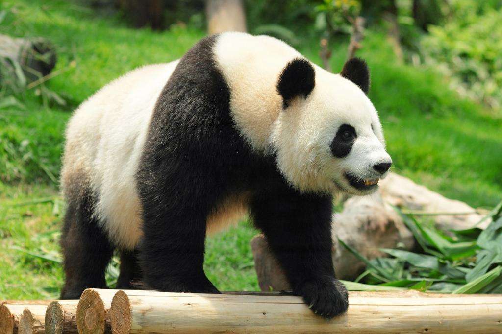 上野のパンダ、妊娠の可能性　雌のシンシン、食欲減退