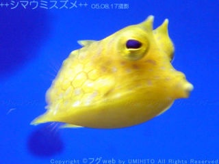 そっくりさんでHey! Say! JUMPを完成させよう!