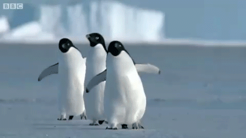 短足の愛らしさを愛でるトピ