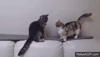 短足の愛らしさを愛でるトピ