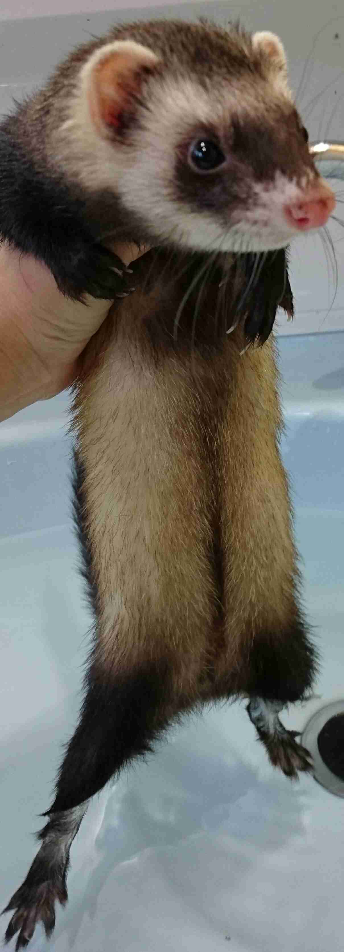 短足の愛らしさを愛でるトピ